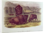American Bison or Buffalo by John James Audubon