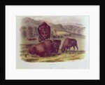 American Bison or Buffalo by John James Audubon