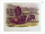 American Bison or Buffalo by John James Audubon