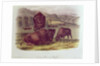 American Bison or Buffalo by John James Audubon