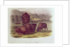 American Bison or Buffalo by John James Audubon
