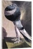 Portrait of Pouter Pigeon by D. Wolsenholme