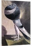 Portrait of Pouter Pigeon by D. Wolsenholme