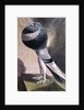 Portrait of Pouter Pigeon by D. Wolsenholme
