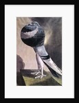 Portrait of Pouter Pigeon by D. Wolsenholme