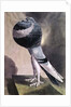 Portrait of Pouter Pigeon by D. Wolsenholme