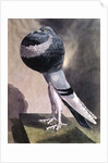 Portrait of Pouter Pigeon by D. Wolsenholme