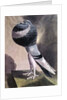 Portrait of Pouter Pigeon by D. Wolsenholme