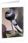 Portrait of Pouter Pigeon by D. Wolsenholme