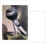 Portrait of Pouter Pigeon by D. Wolsenholme