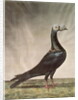 Portrait of a Carrier Pigeon by D. Wolsenholme