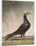 Portrait of a Carrier Pigeon by D. Wolsenholme