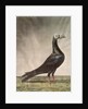 Portrait of a Carrier Pigeon by D. Wolsenholme