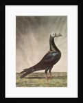 Portrait of a Carrier Pigeon by D. Wolsenholme