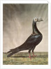 Portrait of a Carrier Pigeon by D. Wolsenholme