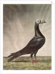 Portrait of a Carrier Pigeon by D. Wolsenholme