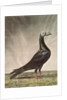 Portrait of a Carrier Pigeon by D. Wolsenholme