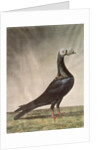 Portrait of a Carrier Pigeon by D. Wolsenholme