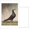Portrait of a Carrier Pigeon by D. Wolsenholme