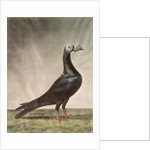 Portrait of a Carrier Pigeon by D. Wolsenholme
