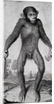 Chimpanzee, 1699 by Michael van der Gucht