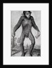 Chimpanzee, 1699 by Michael van der Gucht