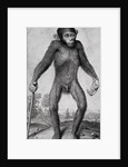 Chimpanzee, 1699 by Michael van der Gucht