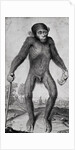 Chimpanzee, 1699 by Michael van der Gucht
