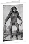 Chimpanzee, 1699 by Michael van der Gucht
