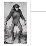 Chimpanzee, 1699 by Michael van der Gucht