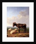 Ass and Sheep, 1849 by Eugene Joseph Verboeckhoven