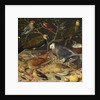 Still Life of Birds and Insects, 1637 by Georg Flegel