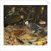 Still Life of Birds and Insects, 1637 by Georg Flegel