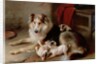 A Collie with Fox Terrier Puppies, 1913 by Walter Hunt