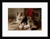A Collie with Fox Terrier Puppies, 1913 by Walter Hunt