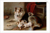 A Collie with Fox Terrier Puppies, 1913 by Walter Hunt