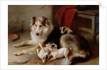 A Collie with Fox Terrier Puppies, 1913 by Walter Hunt