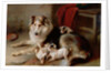 A Collie with Fox Terrier Puppies, 1913 by Walter Hunt