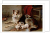 A Collie with Fox Terrier Puppies, 1913 by Walter Hunt
