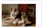 A Collie with Fox Terrier Puppies, 1913 by Walter Hunt