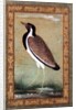 Indian lapwing, c.1800 by Mansur