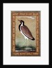 Indian lapwing, c.1800 by Mansur