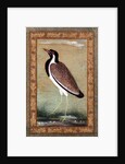 Indian lapwing, c.1800 by Mansur