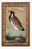 Indian lapwing, c.1800 by Mansur