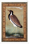Indian lapwing, c.1800 by Mansur