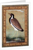 Indian lapwing, c.1800 by Mansur