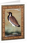 Indian lapwing, c.1800 by Mansur