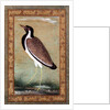 Indian lapwing, c.1800 by Mansur