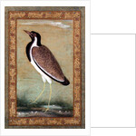 Indian lapwing, c.1800 by Mansur