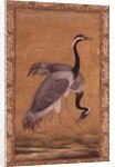 Cranes by Mansur, Jahangir Period, Mughal, 1775 by Indian School